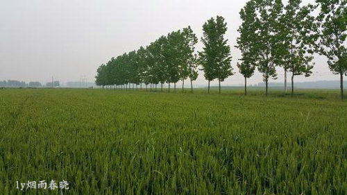 五一故乡行作文