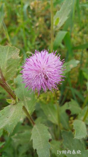 五一故乡行作文