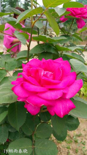 五一故乡行作文