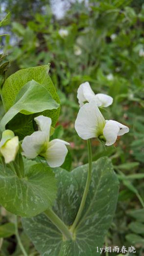 五一故乡行作文