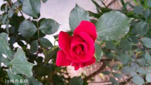 五一故乡行作文