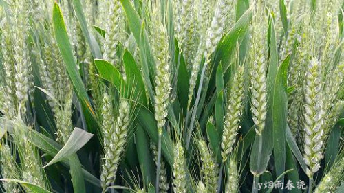 五一故乡行作文