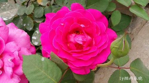 五一故乡行作文