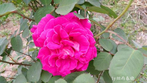 五一故乡行作文