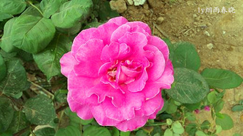 五一故乡行作文