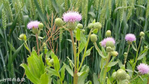 五一故乡行作文