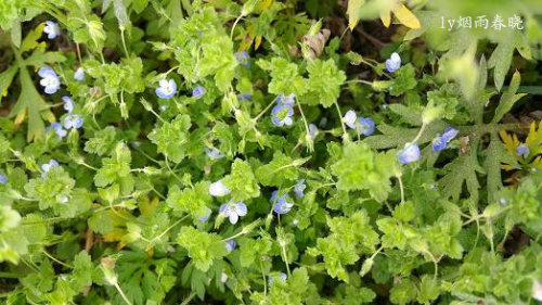 五一故乡行作文