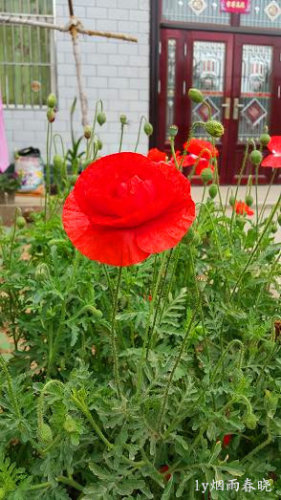 五一故乡行作文