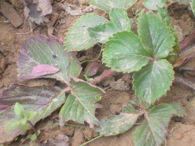 我们家的草莓(观察日记附图)作文