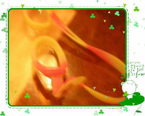 戴着泳镜做晚饭作文