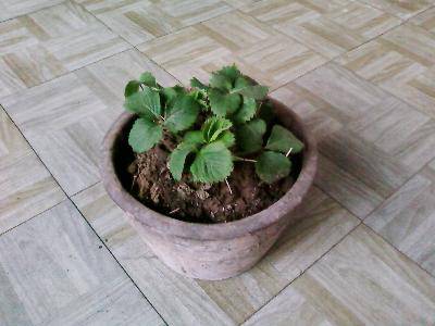 周末,踏青去作文