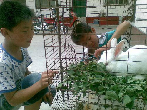 两只小白兔作文