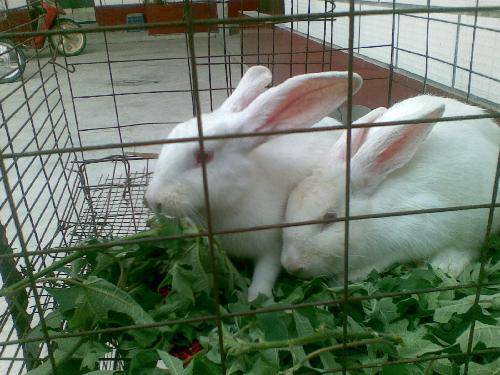 两只小白兔作文