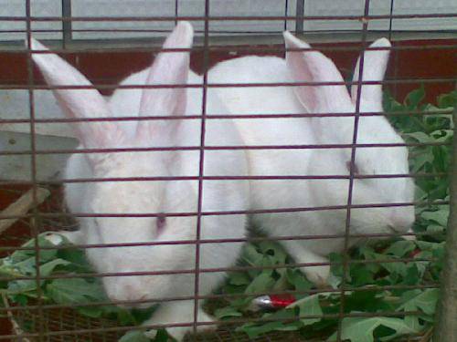 两只小白兔作文