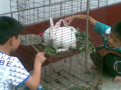 两只小白兔作文