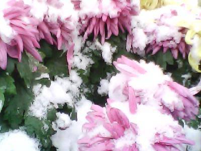 今冬第一场雪作文