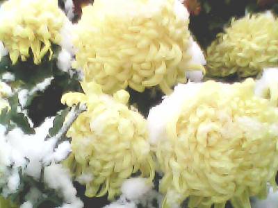 今冬第一场雪作文