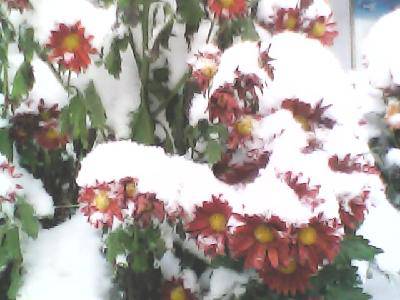 今冬第一场雪作文