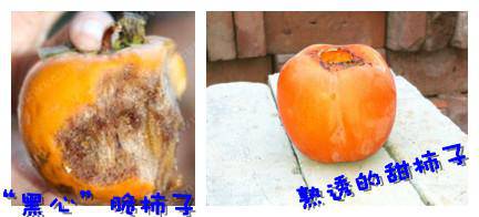 金秋摘柿子作文