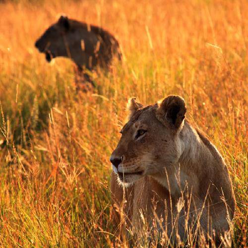 С�������ռǣ������������������淨������