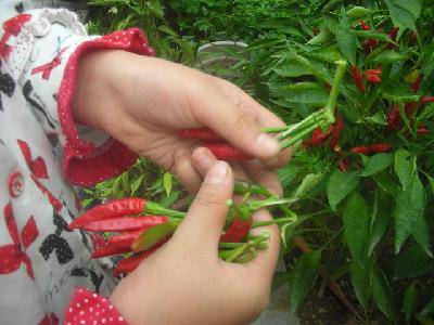 快乐的收获(附图)作文