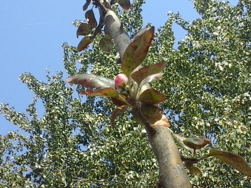 守望花开的幸福 作文