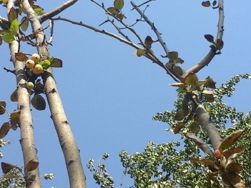 守望花开的幸福 作文