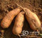 烤红薯(女儿习作)作文