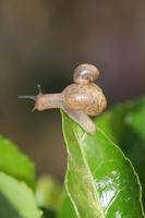 蜗牛,你那可爱的触角作文