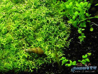 小马来螺——观察日记之十二作文