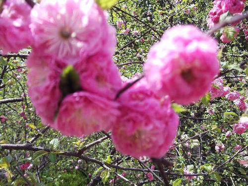 清明节赶春潮作文