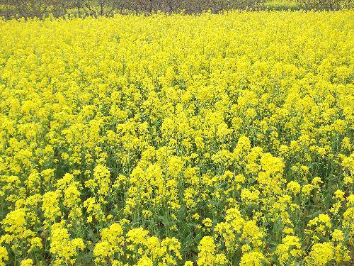 清明节赶春潮作文