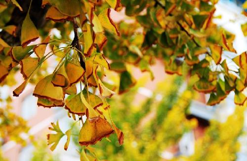 寻找秋天的足迹作文