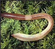 蚯蚓的自述作文