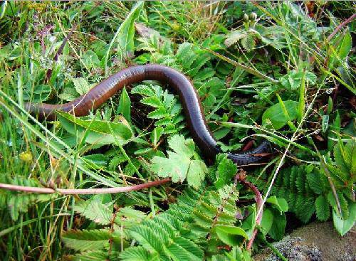 蚯蚓的自述作文