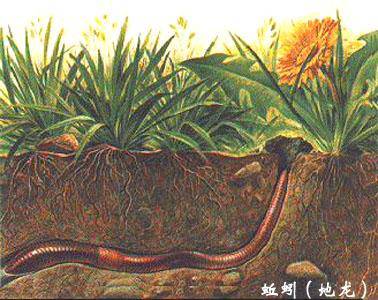 蚯蚓的自述作文