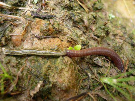 蚯蚓的自述作文