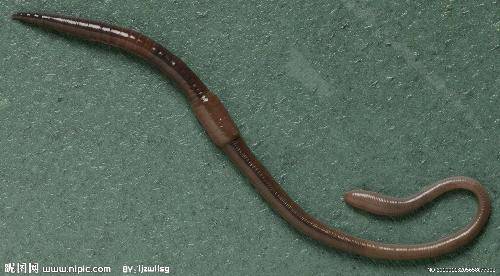 蚯蚓的自述作文