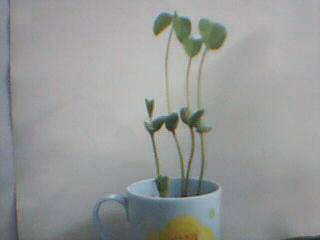 种豆的启示作文