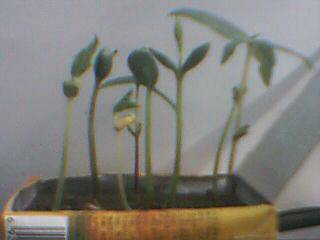 种豆的启示作文