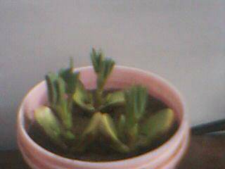 种豆的启示作文