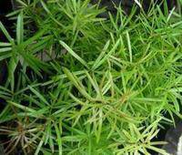 不起眼的植物作文