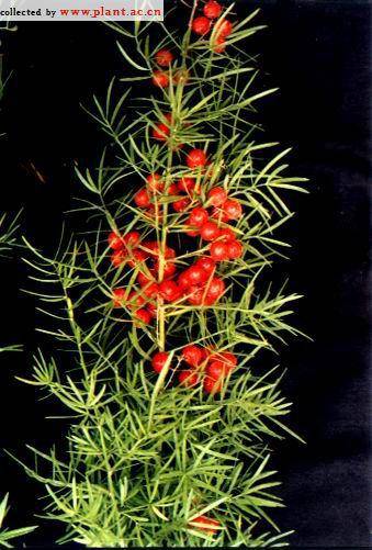 不起眼的植物作文