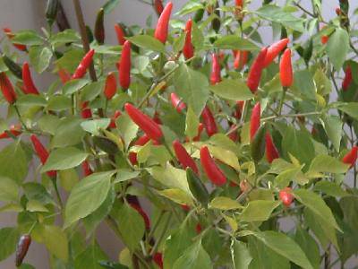 我家阳台上的辣椒作文