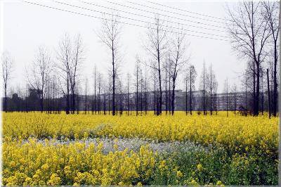 ڻʫͼ