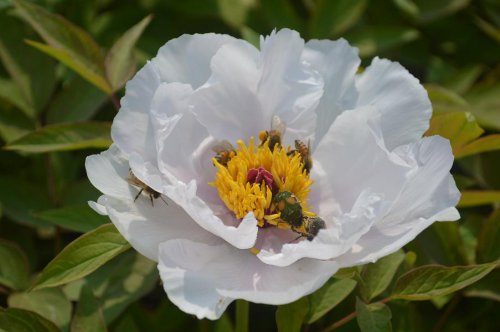 仰面是风,俯首是雨——写给即将离去的春作文