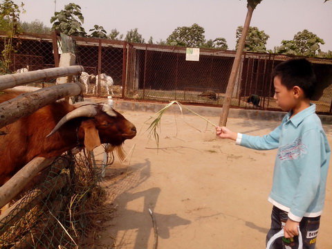 夏花秋实点点金作文