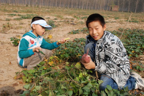 夏花秋实点点金作文