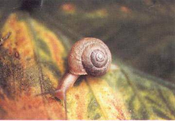 蜗牛工程队开工啦!作文