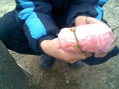 让自己的梦想发芽作文